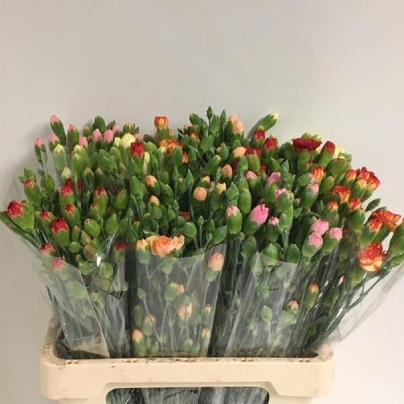 Garoafe cu ramificatie, Pachet (20 buc.)